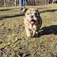 Macy, a female English Bulldog for sale in Higden, AR – Photo 2 of 10