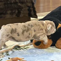 Macy, a female English Bulldog for sale in Higden, AR – Photo 5 of 10