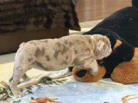 Macy, a female English Bulldog for sale in Higden, AR – Photo 5 of 10