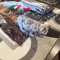 Macy, a female English Bulldog for sale in Higden, AR – Photo 9 of 10