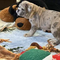 Macy, a female English Bulldog for sale in Higden, AR – Photo 6 of 10