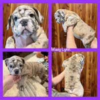 Macy, a female English Bulldog for sale in Higden, AR – Photo 4 of 10