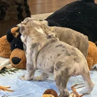 Macy, a female English Bulldog for sale in Higden, AR – Photo 7 of 10