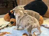 Macy, a female English Bulldog for sale in Higden, AR – Photo 7 of 10