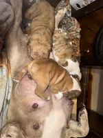 Miss Marry, a female English Bulldog for sale in Higden, AR – Photo 4 of 5