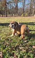 Miss Marry, a female English Bulldog for sale in Higden, AR – Photo 1 of 5