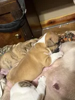 Miss Marry, a female English Bulldog for sale in Higden, AR – Photo 5 of 5