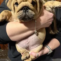Little Joe , a male English Bulldog for sale in Higden, AR – Photo 3 of 8
