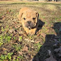 Little Joe , a male English Bulldog for sale in Higden, AR – Photo 5 of 8