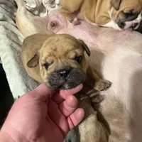 Little Joe , a male English Bulldog for sale in Higden, AR – Photo 8 of 8
