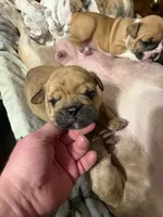 Little Joe , a male English Bulldog for sale in Higden, AR – Photo 7 of 7