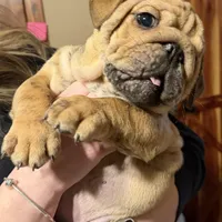 Little Joe , a male English Bulldog for sale in Higden, AR – Photo 2 of 8