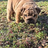 Little Joe , a male English Bulldog for sale in Higden, AR – Photo 4 of 8