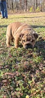 Little Joe , a male English Bulldog for sale in Higden, AR – Photo 1 of 7