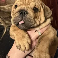 Little Joe , a male English Bulldog for sale in Higden, AR – Photo 1 of 8