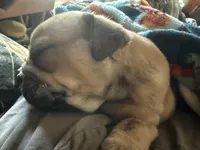 Little Joe , a male English Bulldog for sale in Higden, AR – Photo 5 of 7