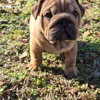 Little Joe , a male English Bulldog for sale in Higden, AR – Photo 6 of 8