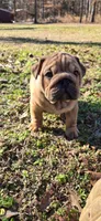 Little Joe , a male English Bulldog for sale in Higden, AR – Photo 3 of 7