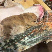 Little Joe , a male English Bulldog for sale in Higden, AR – Photo 7 of 8