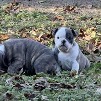 Baby girl, a female English Bulldog for sale in Higden, AR – Photo 5 of 7