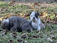 Baby girl, a female English Bulldog for sale in Higden, AR – Photo 5 of 7