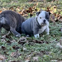 Baby girl, a female English Bulldog for sale in Higden, AR – Photo 3 of 7