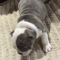 Baby girl, a female English Bulldog for sale in Higden, AR – Photo 7 of 7