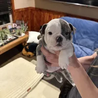 Baby girl, a female English Bulldog for sale in Higden, AR – Photo 1 of 7