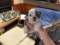 Baby girl, a female English Bulldog for sale in Higden, AR – Photo 1 of 7