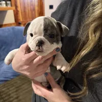 Baby girl, a female English Bulldog for sale in Higden, AR – Photo 4 of 7