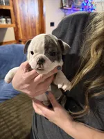 Baby girl, a female English Bulldog for sale in Higden, AR – Photo 4 of 7
