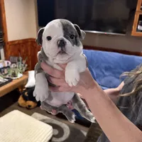 Baby girl, a female English Bulldog for sale in Higden, AR – Photo 6 of 7