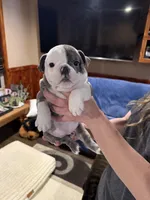 Baby girl, a female English Bulldog for sale in Higden, AR – Photo 6 of 7