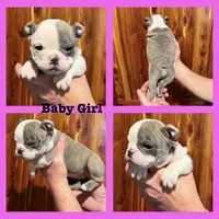 Baby girl, a female English Bulldog for sale in Higden, AR – Photo 2 of 7