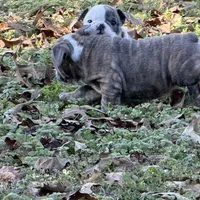 Bunny, a female English Bulldog for sale in Higden, AR – Photo 5 of 8