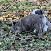 Bunny, a female English Bulldog for sale in Higden, AR – Photo 8 of 8