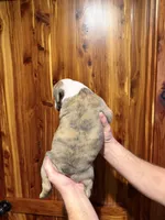 processed/335ffded-5815-4e69-a87b-997525f2bda4/listing/e78bbd58-c3fc-4305-8b83-3c25c8ac8790/2d38a12e-76aa-4f0b-98d7-418b8314aa7c