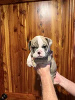 processed/335ffded-5815-4e69-a87b-997525f2bda4/listing/e78bbd58-c3fc-4305-8b83-3c25c8ac8790/3c171311-53f7-450f-aa38-a33f4fcdfdf3