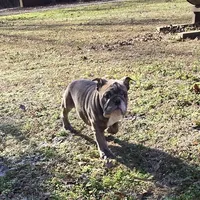 Bunny, a female English Bulldog for sale in Higden, AR – Photo 4 of 8