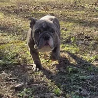 Bunny, a female English Bulldog for sale in Higden, AR – Photo 3 of 8