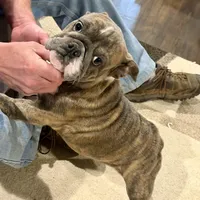 Bunny, a female English Bulldog for sale in Higden, AR – Photo 2 of 8