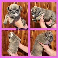 Bunny, a female English Bulldog for sale in Higden, AR – Photo 6 of 8