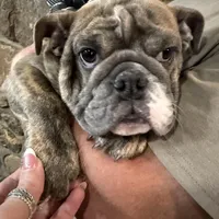 Bunny, a female English Bulldog for sale in Higden, AR – Photo 1 of 8