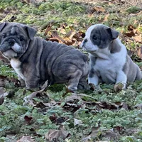 Bunny, a female English Bulldog for sale in Higden, AR – Photo 7 of 8
