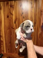 processed/335ffded-5815-4e69-a87b-997525f2bda4/listing/e78bbd58-c3fc-4305-8b83-3c25c8ac8790/c9f0d119-f45f-42cd-8f21-03d621d2aaeb