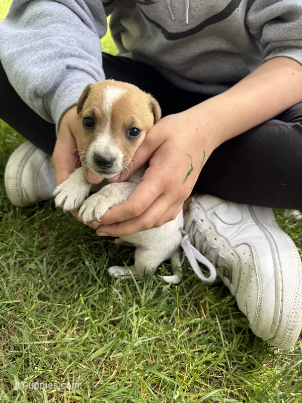 Jack  – Jack Russell Terrier puppy for sale in Federal Way, WA