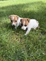 Jack , a male Jack Russell Terrier for sale in Federal Way, WA – 4 of 5