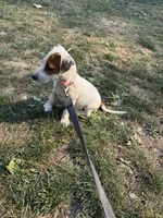 Jackie , a female Jack Russell Terrier for sale in Federal Way, WA – 2 of 3