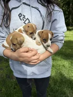 Jack , a male Jack Russell Terrier for sale in Federal Way, WA – 2 of 5
