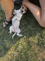 Lucy , a female Jack Russell Terrier for sale in Federal Way, WA – 2 of 3
